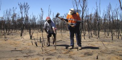 Photo monitoring burnt-out malleefowl nest mounds