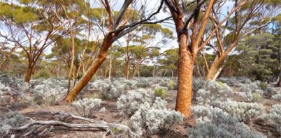 Post-Mine restoration, the Gondwana Link, and SER Australasia – helping Australia transition towards a restoration culture.