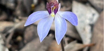 Orchids flower in restoration on Chingarrup Sanctuary