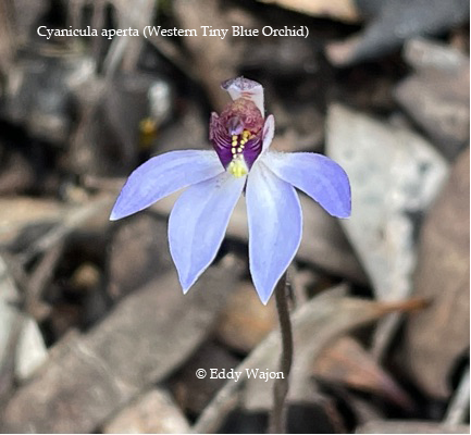 Orchids flower in restoration on Chingarrup Sanctuary