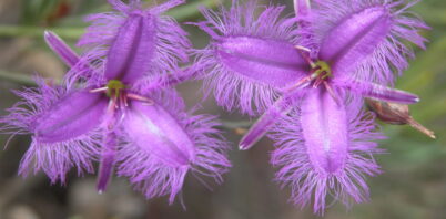 Weeds or wildflowers? Reclaiming space for our native plants