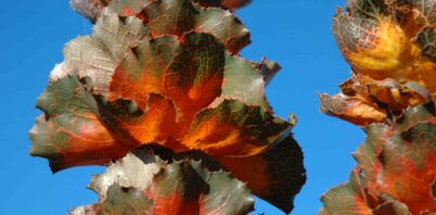 In mourning for the Fitzgerald River National Park