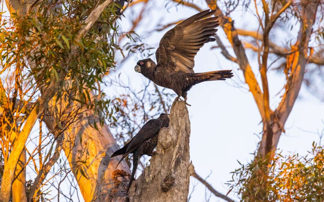 Fitzgerald River: Australia’s burning secret