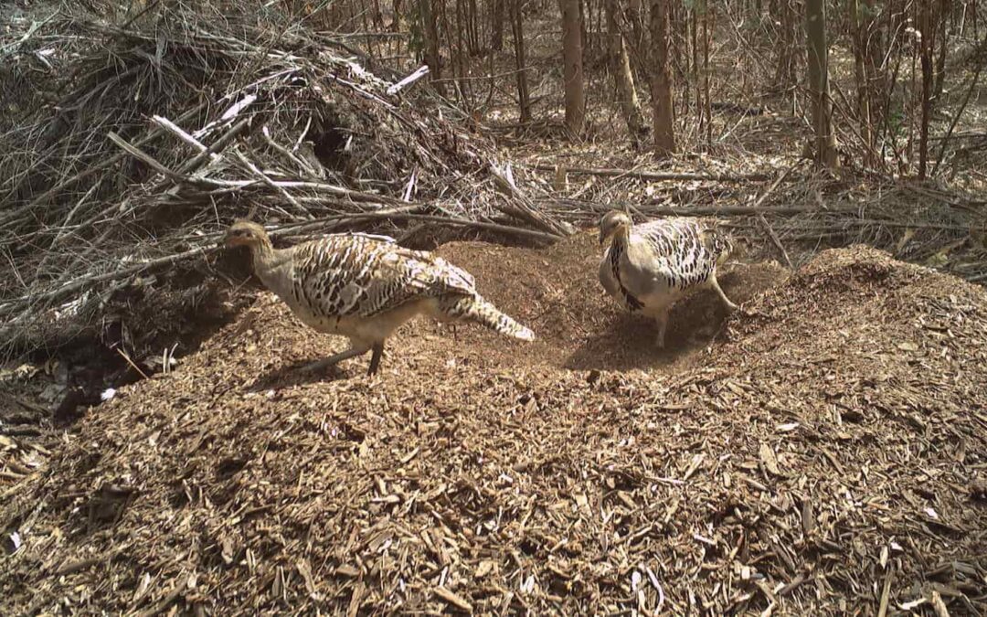 Ancient feet, modern rows: a malleefowl story