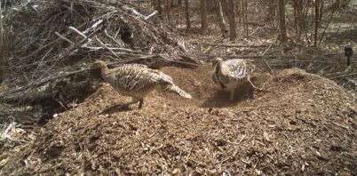 Ancient feet, modern rows: a malleefowl story