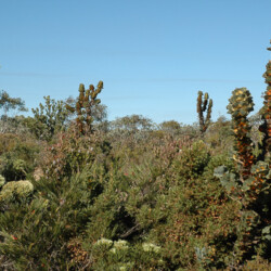 The remaining bushland is extraordinarily rich and diverse as seen here in the Fitzgerald River National Park.