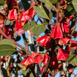 Eucalyptus tetraptera (four winged mallee) is just one of the multitude of spectacular plants in the central zone.