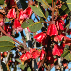 Eucalyptus tetraptera (four winged mallee) is just one of the multitude of spectacular plants in the central zone.