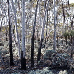 Woodland.