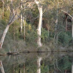 Karri trees beside the Frankland River.