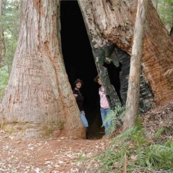 Giant Tingle trees only grow in a small region of the forest zone where the soil types, cool southern slopes, a high rainfall and some summer drizzle maintains the conditions they need.