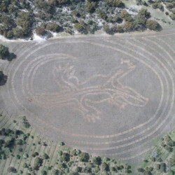 The 300m karda is outlined and ready for direct seeding by Greening Australia and hand planting by the Nowanup Rangers. Photo John Chandler