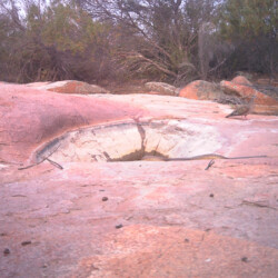 Mulga snake