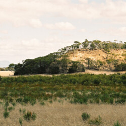 Once the sheep and crops were removed, plants grew from seed retained in the soil.