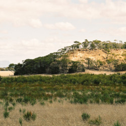 Once the sheep and crops were removed, plants grew from seed retained in the soil.