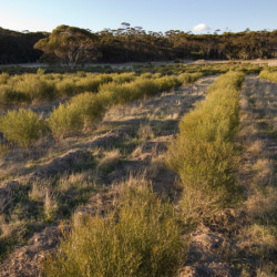 Native Broombush (Melaleuca uncinata) planted as part of Nowanup's revegetation effort.