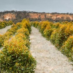 Trial mallet plantation with the hope to be able to provide poles to horticultural industry.