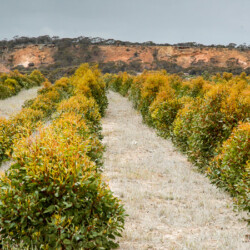 Trial mallet plantation with the hope to be able to provide poles to horticultural industry.