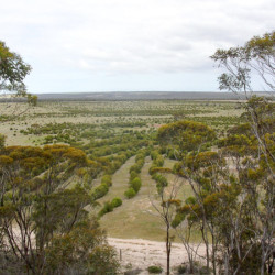 2008 photo of planting undertaken in 2005.