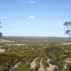 2011 photo of planting undertaken in 2005.