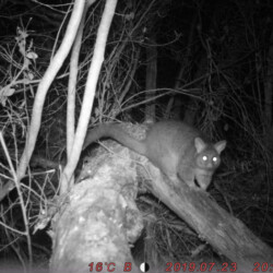 Brush tailed possum on remote camera. Photo courtesy WICC