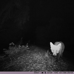 Fox caught on a remote camera. Photo courtesy WICC