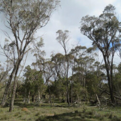 Wandoo and yate in remaining vegetation