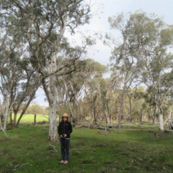 Wandoo and yate in remaining vegetation