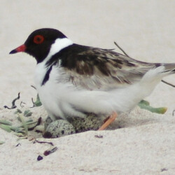 Adult hooded Plover sitting on nest. Nests are in depression on the sand so very vulnerable. Fencing protects breeding habitats from stock etc.