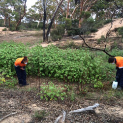 Noogoorra burr detection and elimination by the Ngadju Rangers. Photo Peter Price