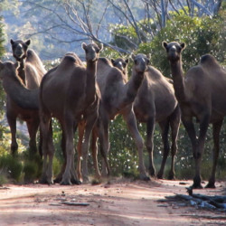 Camels, an unwelcome feral species which is moving steadily west across the Great Western Woodlands. Photo Mike Griffiths