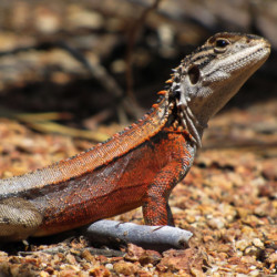 Male crested dragon. Photo Mike Griffiths